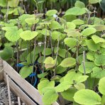 Aktinídia lahodná- kiwi (Actinídia deliciosa) ´SOLISSIMO´® - výška 40-50 cm, kont. C2L/P11 - SAMOOPELIVÁ